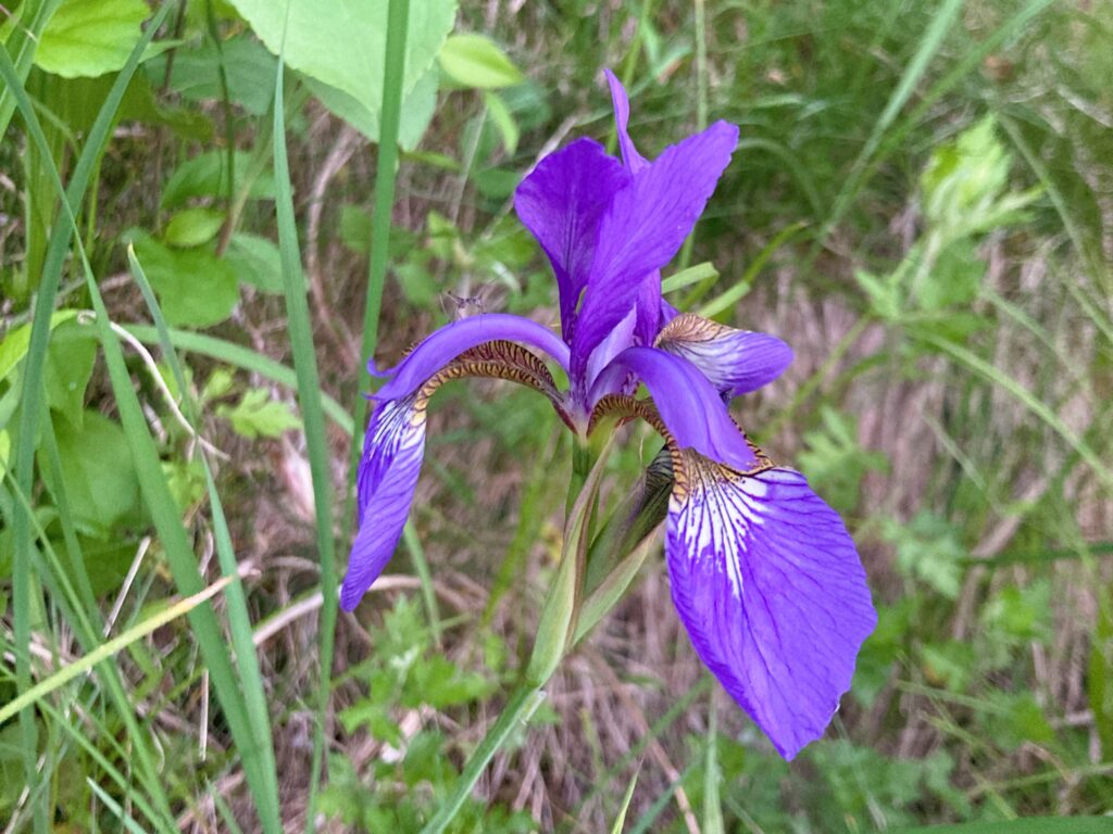 信州諏訪霧ヶ峰高原別荘地　霧ヶ峰　ビバルデの丘　長野県諏訪市　ビーナスライン　別荘　山　森　森林　自然　富士山　八ヶ岳　南アルプス　中央アルプス　眺望　植物　山野草　草花　山の花　アウトドア　野生動物　アヤメ