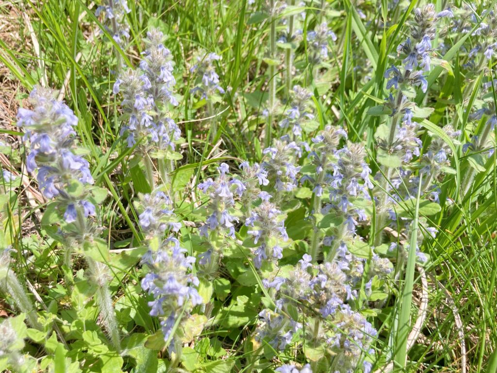 信州諏訪霧ヶ峰高原別荘地　霧ヶ峰　ビバルデの丘　長野県諏訪市　ビーナスライン　別荘　山　森　森林　自然　富士山　八ヶ岳　南アルプス　中央アルプス　眺望　植物　山野草　草花　山の花　アウトドア