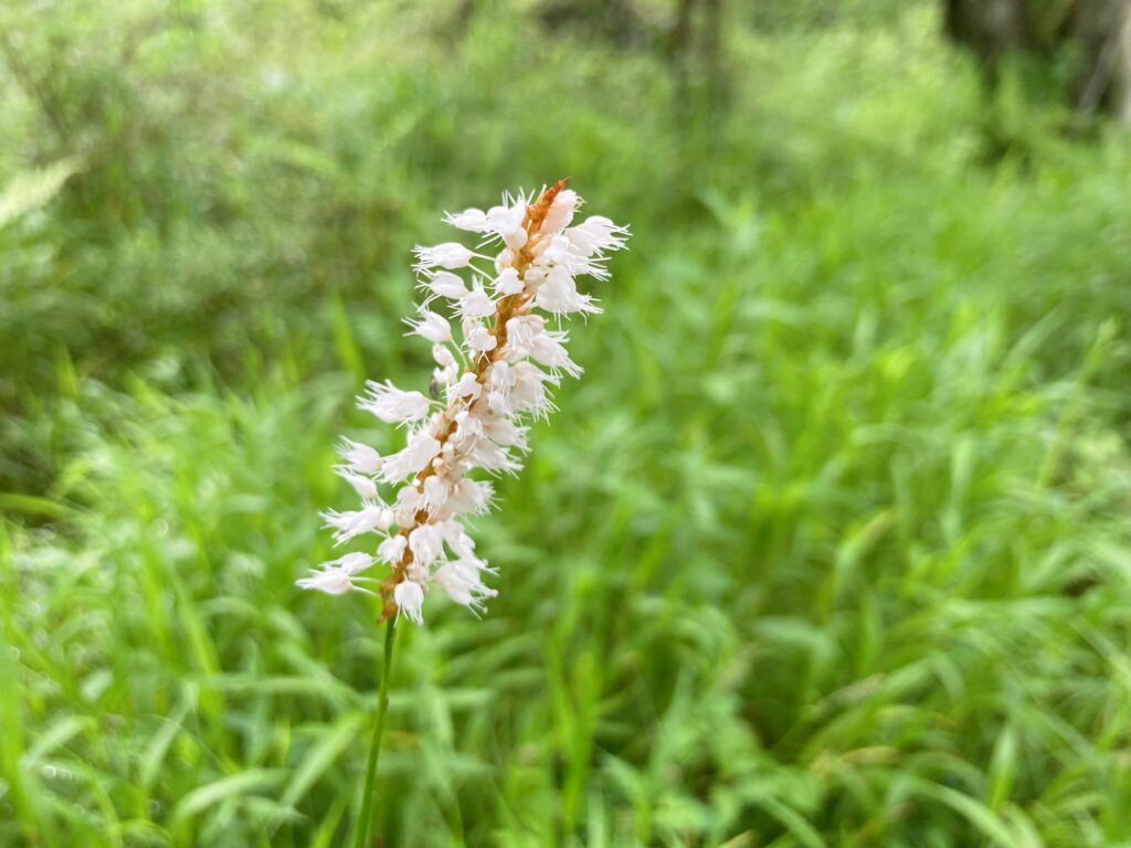 信州諏訪霧ヶ峰高原別荘地　霧ヶ峰　ビバルデの丘　長野県諏訪市　ビーナスライン　別荘　山　森　森林　自然　富士山　八ヶ岳　南アルプス　中央アルプス　眺望　植物　山野草　草花　山の花　アウトドア　野生動物　イブキトラノオ