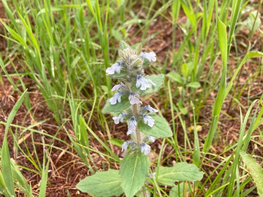 信州諏訪霧ヶ峰高原別荘地　霧ヶ峰　ビバルデの丘　長野県諏訪市　ビーナスライン　別荘　山　森　森林　自然　富士山　八ヶ岳　南アルプス　中央アルプス　眺望　植物　山野草　草花　山の花　夏　アウトドア　ケブカツルカコソウ