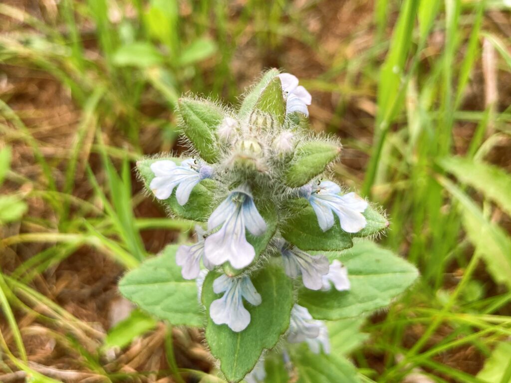 信州諏訪霧ヶ峰高原別荘地　霧ヶ峰　ビバルデの丘　長野県諏訪市　ビーナスライン　別荘　山　森　森林　自然　富士山　八ヶ岳　南アルプス　中央アルプス　眺望　植物　山野草　草花　山の花　アウトドア　ケブカツルカコソウ