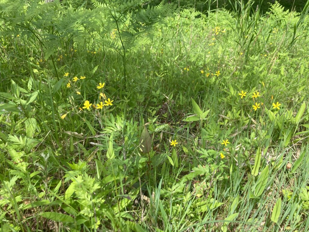 信州諏訪霧ヶ峰高原別荘地　霧ヶ峰　ビバルデの丘　長野県諏訪市　ビーナスライン　別荘　山　森　森林　自然　富士山　八ヶ岳　南アルプス　中央アルプス　眺望　植物　山野草　草花　山の花　アウトドア　ニガナ