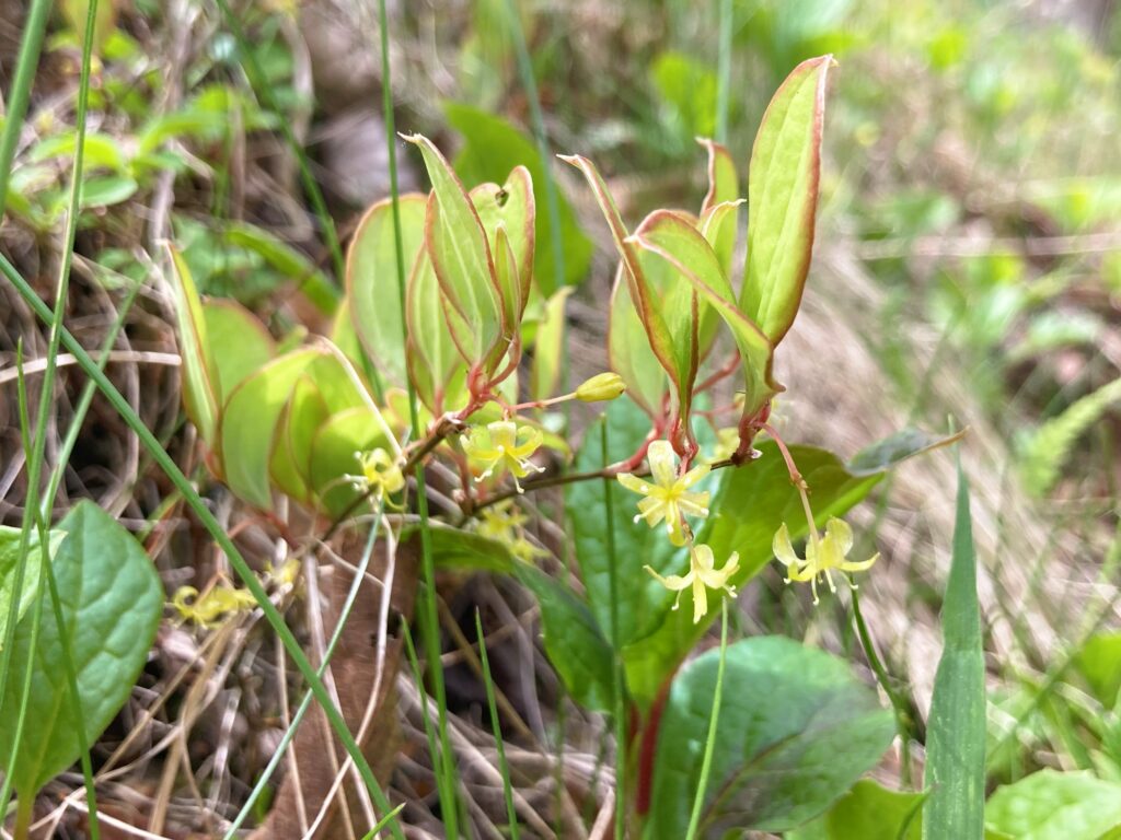 信州諏訪霧ヶ峰高原別荘地　霧ヶ峰　ビバルデの丘　長野県諏訪市　ビーナスライン　別荘　山　森　森林　自然　富士山　八ヶ岳　南アルプス　中央アルプス　眺望　植物　山野草　草花　山の花　アウトドア　サルマメ