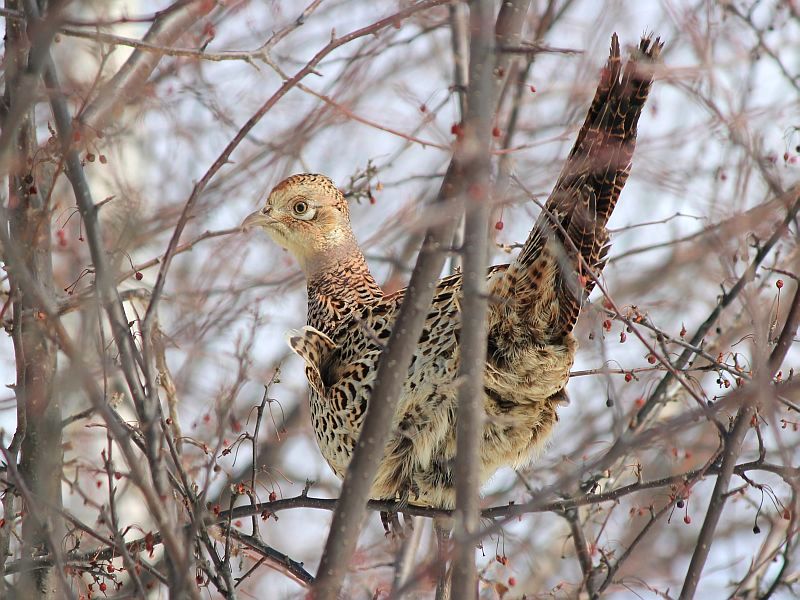 信州諏訪霧ヶ峰高原別荘地　霧ヶ峰　ビバルデの丘　長野県諏訪市　ビーナスライン　別荘　山　森　森林　自然　富士山　八ヶ岳　南アルプス　中央アルプス　眺望　植物　山野草　草花　山の花　アウトドア　野生動物　キジ　国鳥　キジ