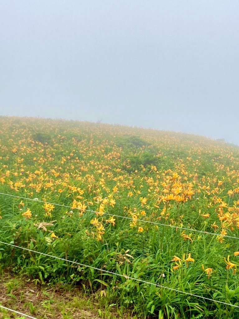 霧ヶ峰　ニッコウキスゲ