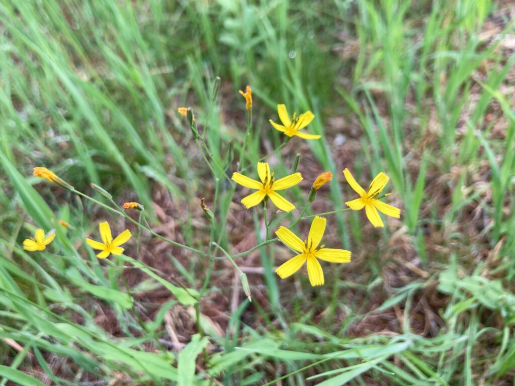 信州諏訪霧ヶ峰高原別荘地　霧ヶ峰　ビバルデの丘　長野県諏訪市　ビーナスライン　別荘　山　森　森林　自然　富士山　八ヶ岳　南アルプス　中央アルプス　眺望　植物　山野草　草花　山の花　アウトドア　ニガナ