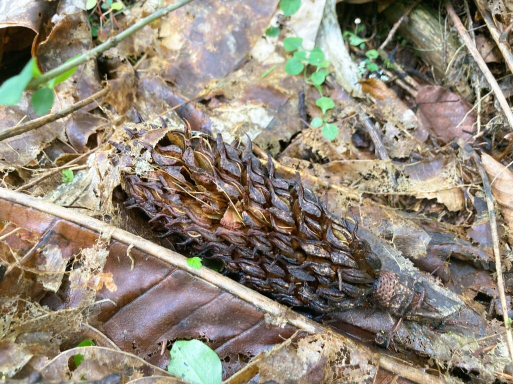 信州諏訪霧ヶ峰高原別荘地　霧ヶ峰　ビバルデの丘　長野県諏訪市　ビーナスライン　別荘　山　森　森林　自然　富士山　八ヶ岳　南アルプス　中央アルプス　眺望　植物　山野草　草花　山の花　アウトドア　きのこ　キノコ　ホソツクシタケ　ホオノキ　実