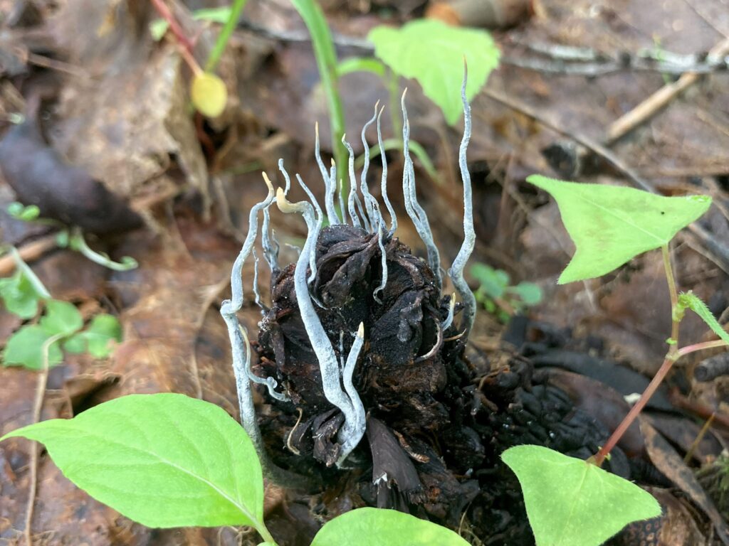 信州諏訪霧ヶ峰高原別荘地　霧ヶ峰　ビバルデの丘　長野県諏訪市　ビーナスライン　別荘　山　森　森林　自然　富士山　八ヶ岳　南アルプス　中央アルプス　眺望　植物　山野草　草花　山の花　アウトドア　きのこ　キノコ　ホソツクシタケ　ホオノキ　実