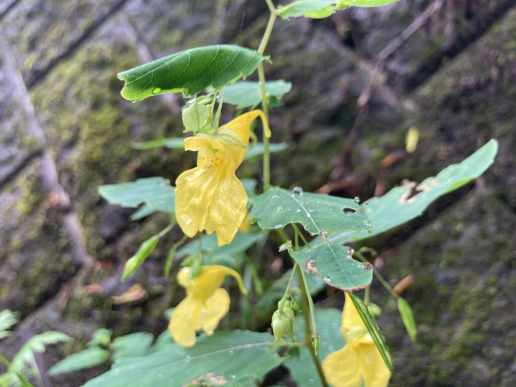 信州諏訪霧ヶ峰高原別荘地　霧ヶ峰　ビバルデの丘　長野県諏訪市　ビーナスライン　別荘　山　森　森林　自然　富士山　八ヶ岳　南アルプス　中央アルプス　眺望　植物　山野草　草花　山の花　アウトドア　キツリフネ