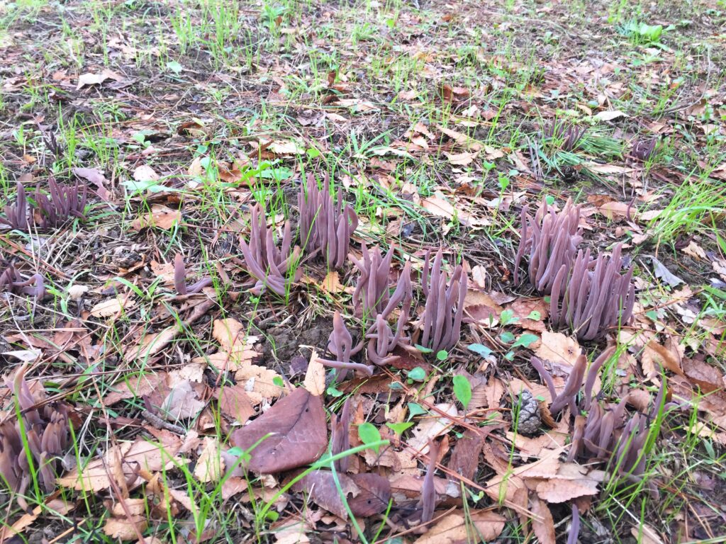 信州諏訪霧ヶ峰高原別荘地　霧ヶ峰　ビバルデの丘　長野県諏訪市　ビーナスライン　別荘　山　森　森林　自然　富士山　八ヶ岳　南アルプス　中央アルプス　眺望　植物　山野草　草花　山の花　アウトドア　きのこ　キノコ　ムラサキナギナタタケ