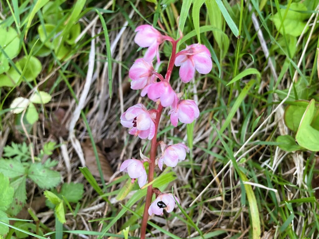 信州諏訪霧ヶ峰高原別荘地　霧ヶ峰　ビバルデの丘　長野県諏訪市　ビーナスライン　別荘　山　森　森林　自然　富士山　八ヶ岳　南アルプス　中央アルプス　眺望　植物　山野草　草花　山の花　アウトドア　ベニバナイチヤクソウ