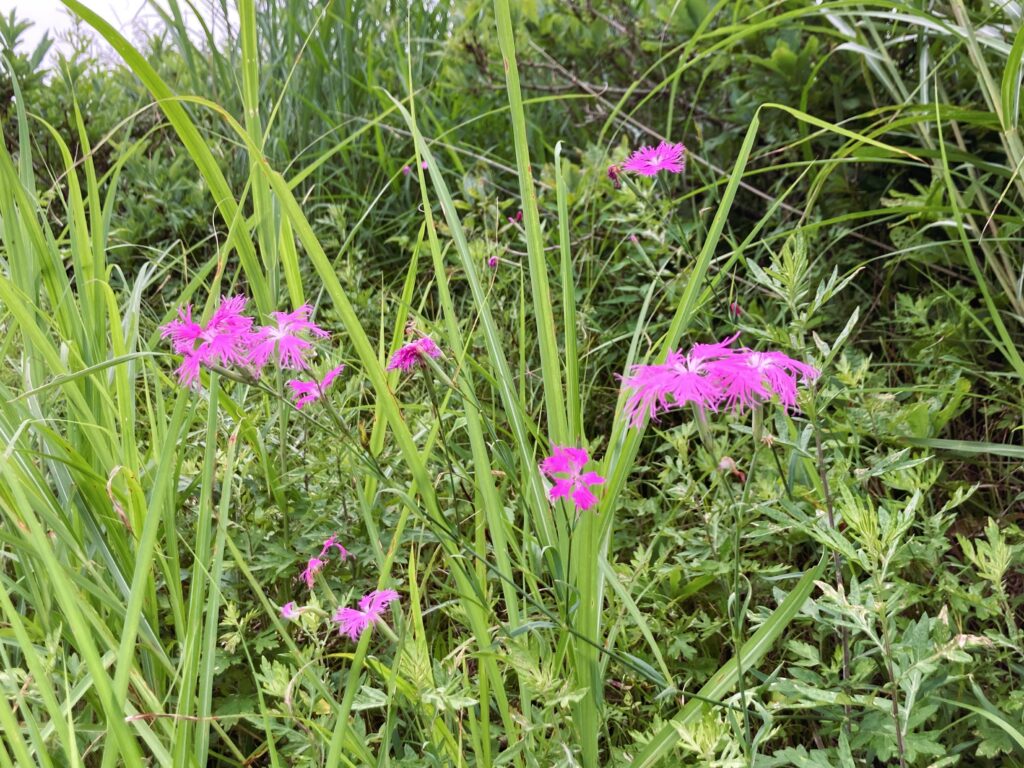 信州諏訪霧ヶ峰高原別荘地　霧ヶ峰　ビバルデの丘　長野県諏訪市　ビーナスライン　別荘　山　森　森林　自然　富士山　八ヶ岳　南アルプス　中央アルプス　眺望　植物　山野草　草花　山の花　アウトドア　カワラナデシコ