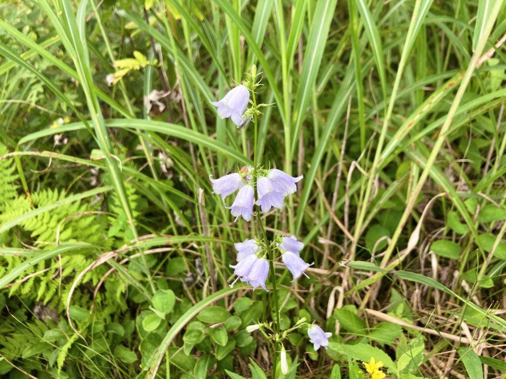 信州諏訪霧ヶ峰高原別荘地　霧ヶ峰　ビバルデの丘　長野県諏訪市　ビーナスライン　別荘　山　森　森林　自然　富士山　八ヶ岳　南アルプス　中央アルプス　眺望　植物　山野草　草花　山の花　アウトドア　ツリガネニンジン