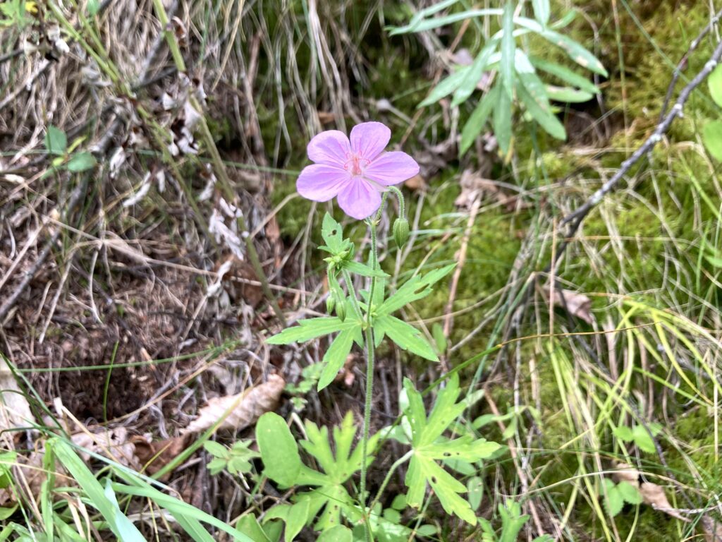 信州諏訪霧ヶ峰高原別荘地　霧ヶ峰　ビバルデの丘　長野県諏訪市　ビーナスライン　別荘　山　森　森林　自然　富士山　八ヶ岳　南アルプス　中央アルプス　眺望　植物　山野草　草花　山の花　アウトドア　タチフウロ　フウロソウ