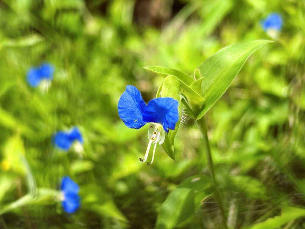 信州諏訪霧ヶ峰高原別荘地　霧ヶ峰　ビバルデの丘　長野県諏訪市　ビーナスライン　別荘　山　森　森林　自然　富士山　八ヶ岳　南アルプス　中央アルプス　眺望　植物　山野草　草花　山の花　アウトドア　ツユクサ