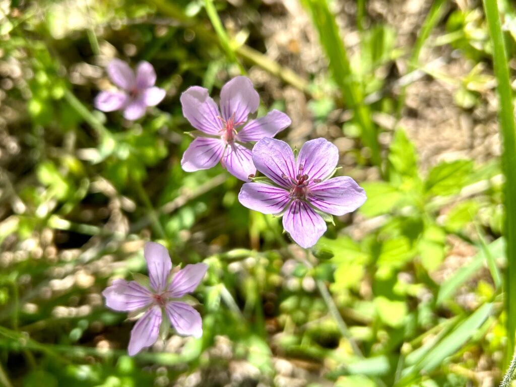 信州諏訪霧ヶ峰高原別荘地　霧ヶ峰　ビバルデの丘　長野県諏訪市　ビーナスライン　別荘　山　森　森林　自然　富士山　八ヶ岳　南アルプス　中央アルプス　眺望　植物　山野草　草花　山の花　アウトドア　タチフウロ　フウロソウ