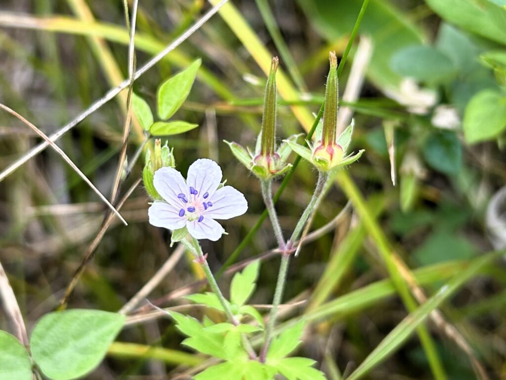 信州諏訪霧ヶ峰高原別荘地　霧ヶ峰　ビバルデの丘　長野県諏訪市　ビーナスライン　別荘　山　森　森林　自然　富士山　八ヶ岳　南アルプス　中央アルプス　眺望　植物　山野草　草花　山の花　アウトドア　タチフウロ　フウロソウ