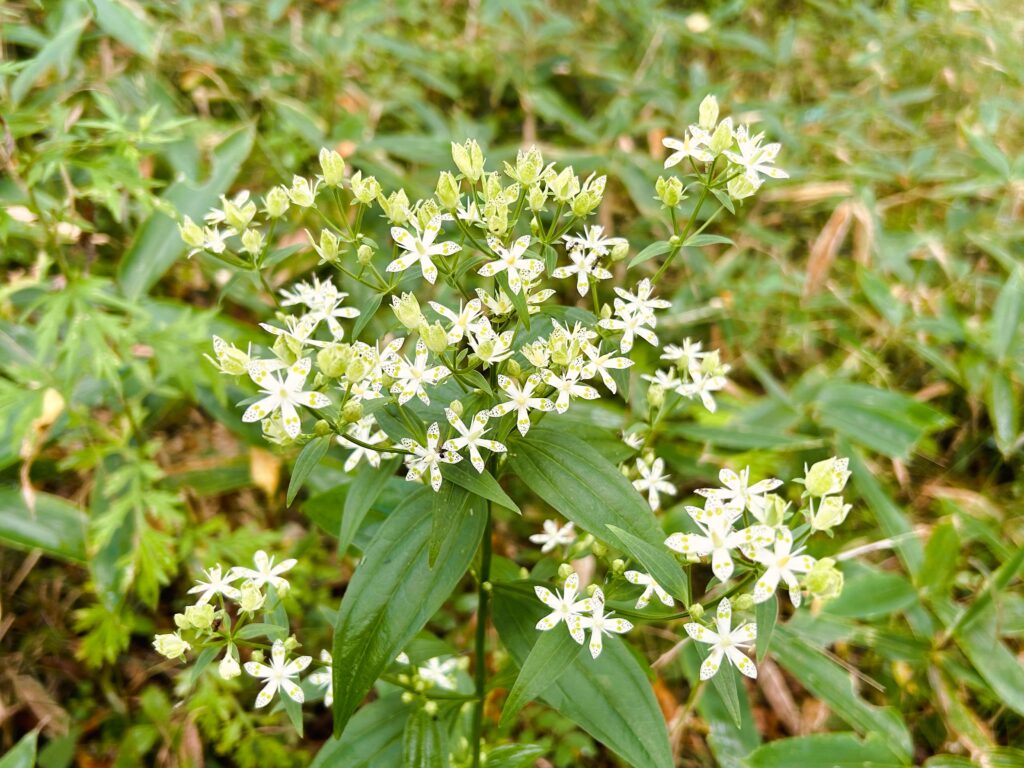 信州諏訪霧ヶ峰高原別荘地　霧ヶ峰　ビバルデの丘　長野県諏訪市　ビーナスライン　別荘　山　森　森林　自然　富士山　八ヶ岳　南アルプス　中央アルプス　眺望　植物　山野草　草花　山の花　アウトドア　アケボノソウ　曙草