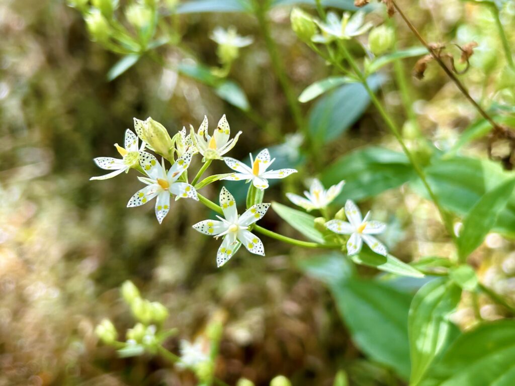 信州諏訪霧ヶ峰高原別荘地　霧ヶ峰　ビバルデの丘　長野県諏訪市　ビーナスライン　別荘　山　森　森林　自然　富士山　八ヶ岳　南アルプス　中央アルプス　眺望　植物　山野草　草花　山の花　アウトドア　アケボノソウ　曙草