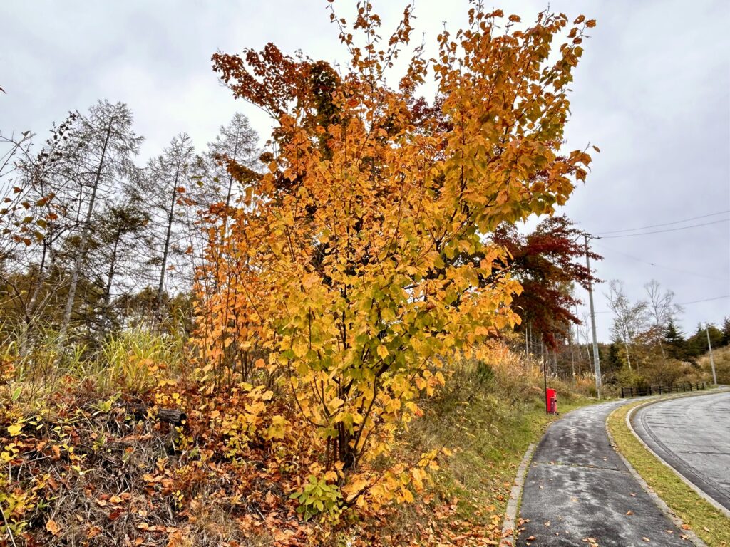 信州諏訪霧ヶ峰高原別荘地　霧ヶ峰　ビバルデの丘　長野県諏訪市　ビーナスライン　別荘　山　森　森林　自然　富士山　八ヶ岳　南アルプス　中央アルプス　眺望　植物　山野草　草花　山の花　アウトドア　雲海　紅葉　ウリハダカエデ