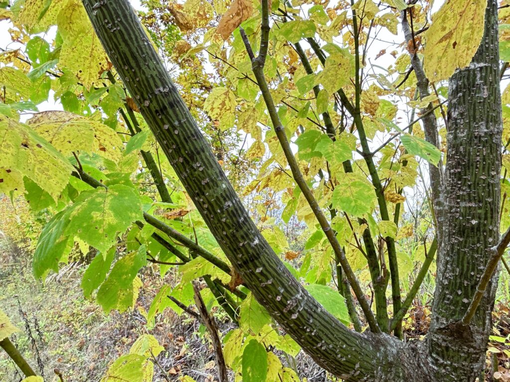 信州諏訪霧ヶ峰高原別荘地　霧ヶ峰　ビバルデの丘　長野県諏訪市　ビーナスライン　別荘　山　森　森林　自然　富士山　八ヶ岳　南アルプス　中央アルプス　眺望　植物　山野草　草花　山の花　アウトドア　雲海　紅葉　ウリハダカエデ