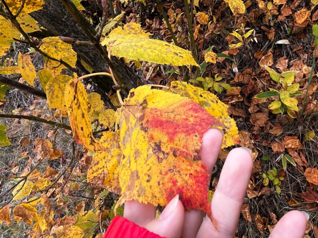 信州諏訪霧ヶ峰高原別荘地　霧ヶ峰　ビバルデの丘　長野県諏訪市　ビーナスライン　別荘　山　森　森林　自然　富士山　八ヶ岳　南アルプス　中央アルプス　眺望　植物　山野草　草花　山の花　アウトドア　雲海　紅葉　ウリハダカエデ