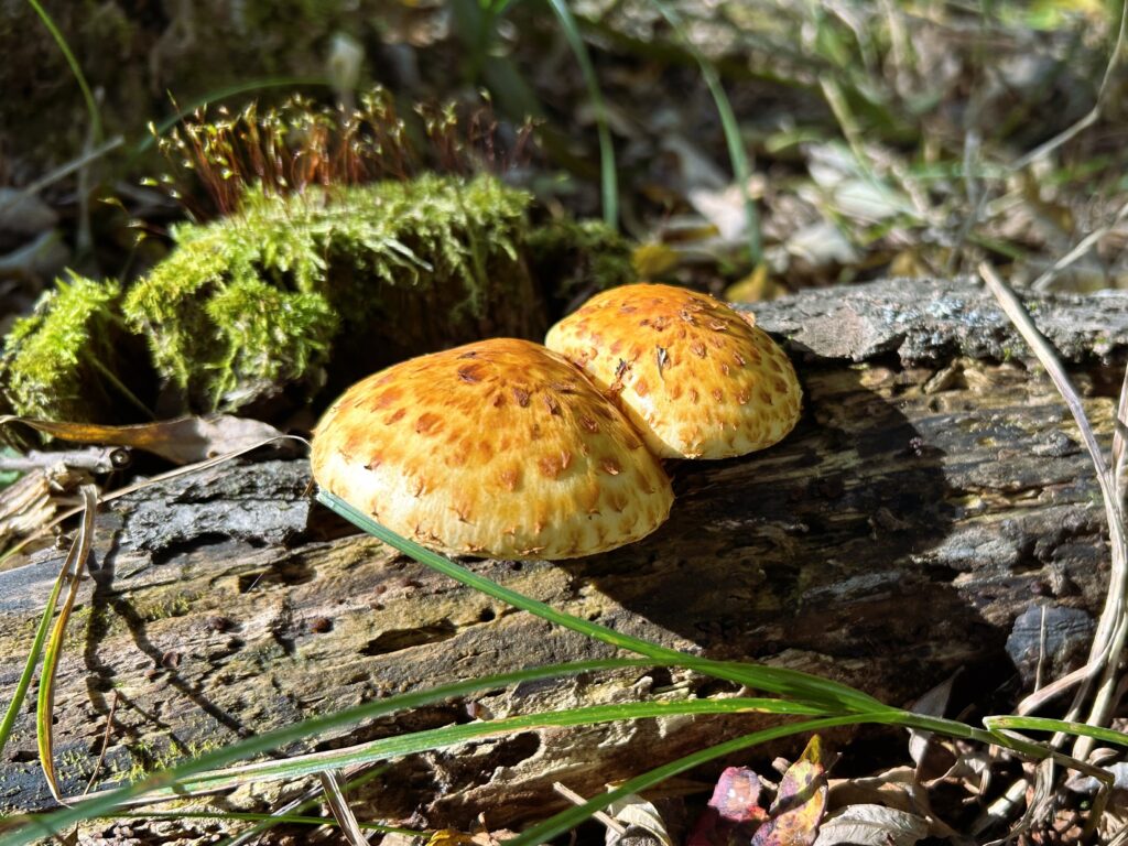 信州諏訪霧ヶ峰高原別荘地　霧ヶ峰　ビバルデの丘　長野県諏訪市　ビーナスライン　別荘　山　森　森林　自然　富士山　八ヶ岳　南アルプス　中央アルプス　眺望　植物　山野草　草花　山の花　アウトドア　雲海　紅葉　木の実　きのこ