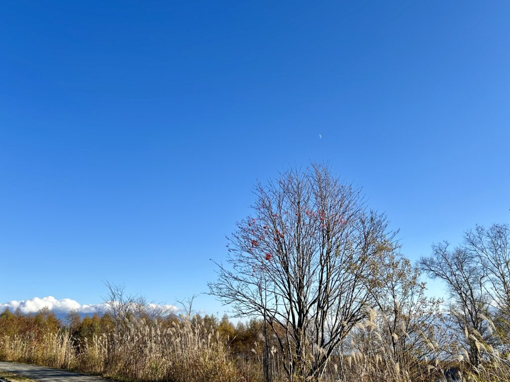 信州諏訪霧ヶ峰高原別荘地　霧ヶ峰　ビバルデの丘　長野県諏訪市　ビーナスライン　別荘　山　森　森林　自然　富士山　八ヶ岳　南アルプス　中央アルプス　眺望　植物　山野草　草花　山の花　アウトドア　雲海　紅葉　木の実　果実　ナナカマド　サワフタギ　ズミ　キミズミ