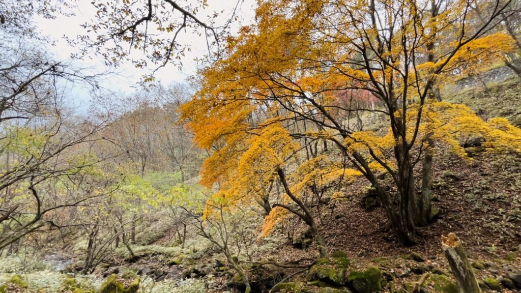 信州諏訪霧ヶ峰高原別荘地　霧ヶ峰　ビバルデの丘　長野県諏訪市　ビーナスライン　別荘　山　森　森林　自然　富士山　八ヶ岳　南アルプス　中央アルプス　眺望　植物　山野草　草花　山の花　アウトドア　雲海　紅葉　木の実　