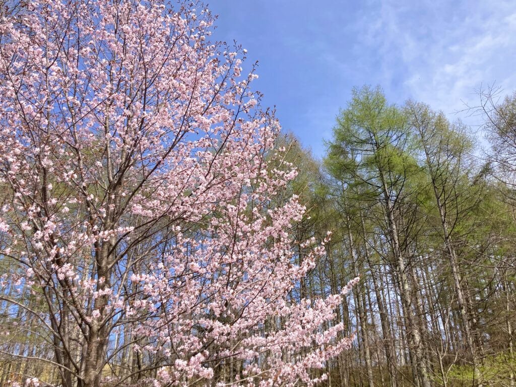 霧ヶ峰別荘　風景
霧ヶ峰の花