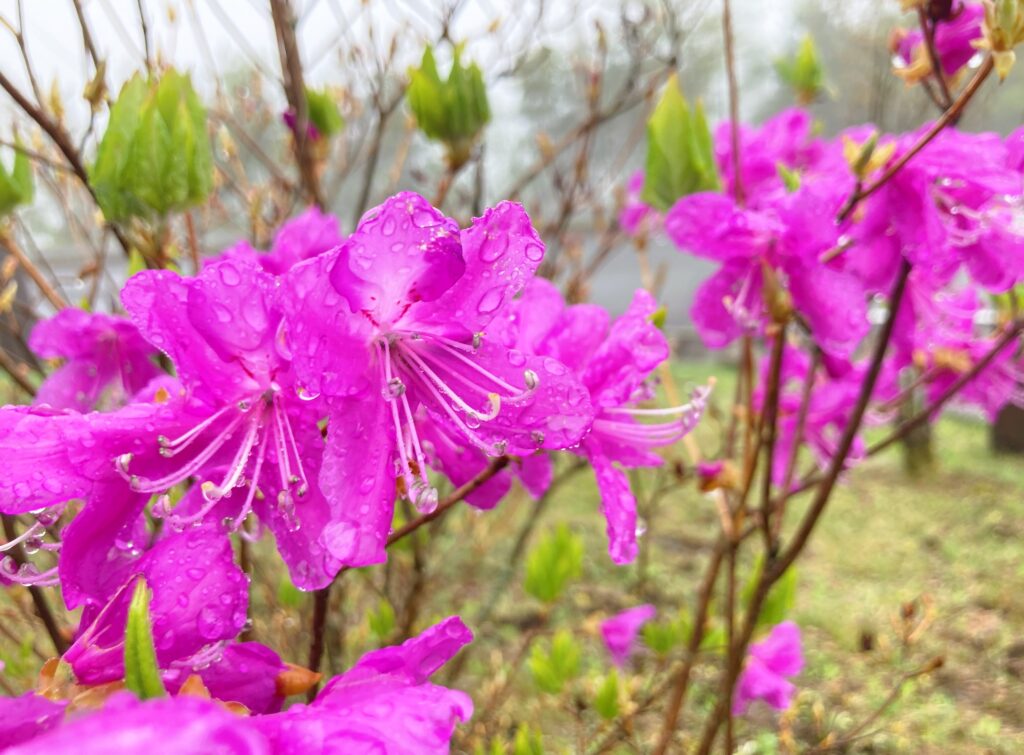 霧ヶ峰別荘　風景
霧ヶ峰の花